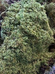 Quart bag of Live Sheet Moss– Bonsai, Terrarium, Vivarium, Fairy Gardens, Crafts
