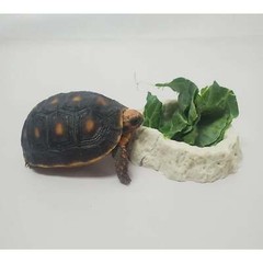 Resin Water Bowl Red or White Striped Pet Reptile Terrarium Food Dish