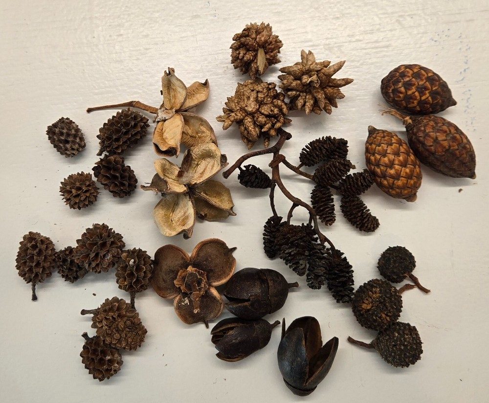 35 Nano Botanical Seed Pods for Terrariums, Aquariums, Shrimp, Bettas