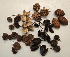 35 Nano Botanical Seed Pods for Terrariums, Aquariums, Shrimp, Bettas