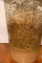 Flightless Fruit Flies ( 24oz Drosophila hydei culture)(2 For $25)(FREE SHIPPING