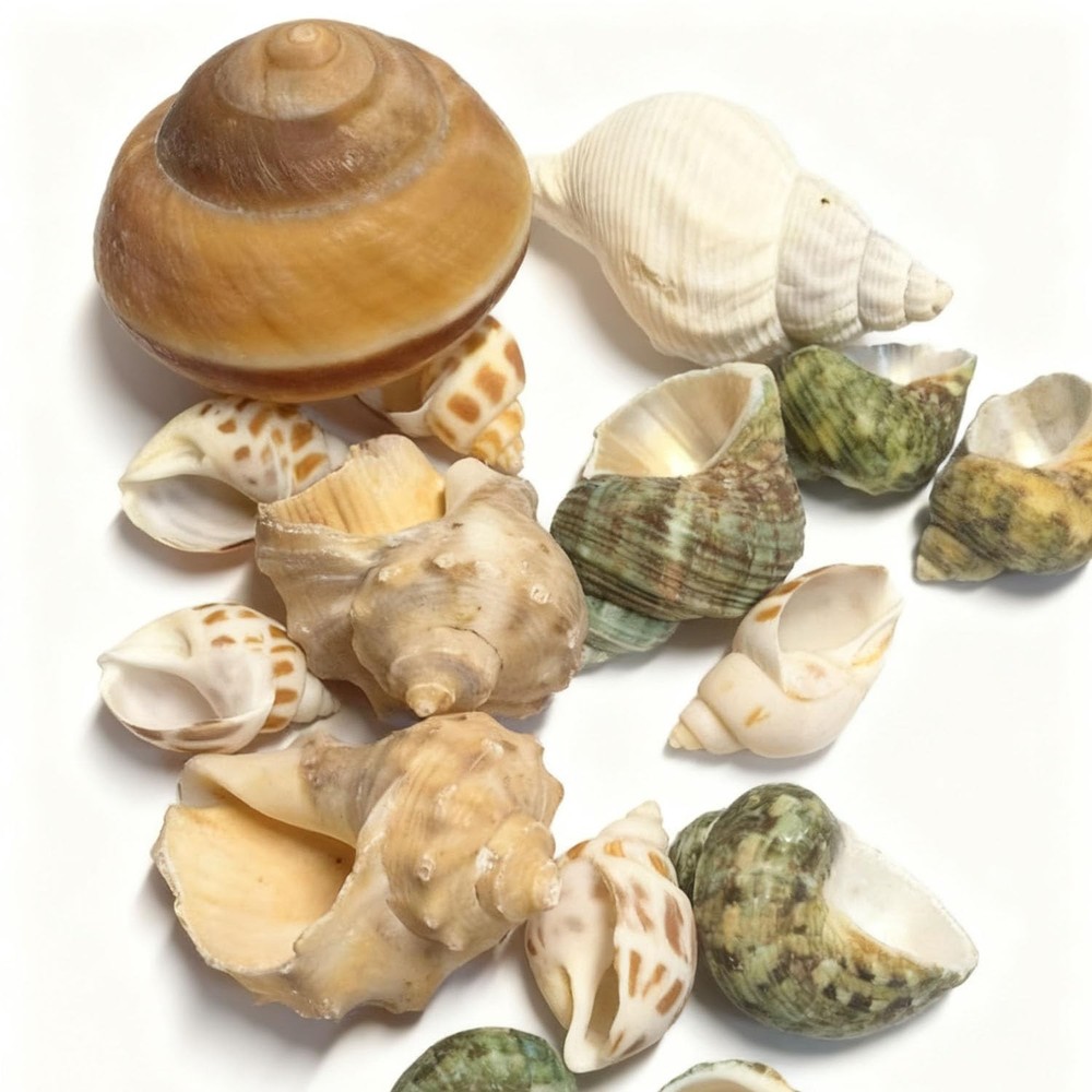 Natural Hermit Crab Shell Set Small To Medium Sizes Replacement Housing