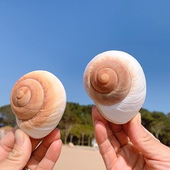 2 PCS Muffin Snail Large Hermit Crab Shells 2.7~3.5Inch Natural Sea Conch Ope…