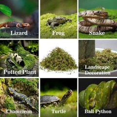 Sukh Sphagnum Moss for Reptiles – Terrarium Green Dried green