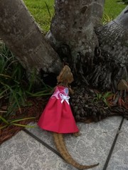 Bearded dragon Dress