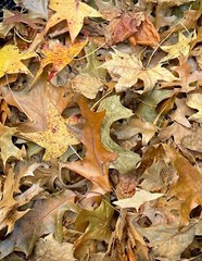 25 Gallons Organic Oak Leaf Litter Heat Treated Leaves Reptile Isopod Terrarium
