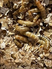 5000 live mealworms