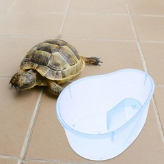 Turtle Cage Aquarium for Turtles Pet Supplies Small Reptile Tank