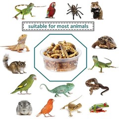 ANCKNE 200 pcs 0.5oz Crested Gecko Food and Water Feeding Cups | Transparent