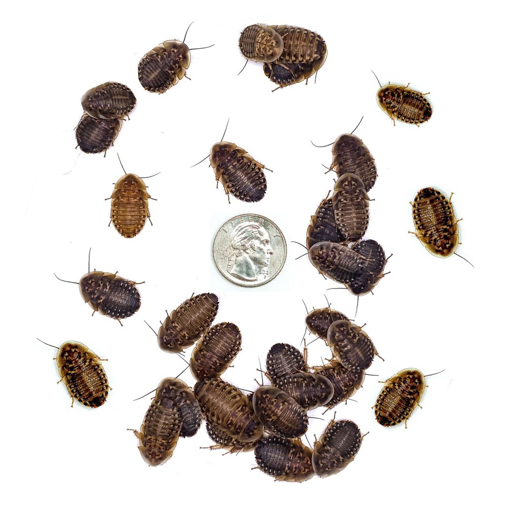 Dubia Roaches (Adult Breeding Pairs) – Live Feeder Insects for Reptiles