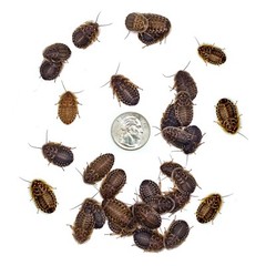 Dubia Roaches (Adult Breeding Pairs) – Live Feeder Insects for Reptiles