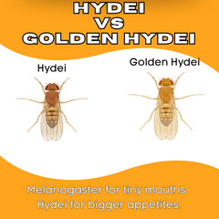 TC INSECTS Golden Hydei Fruit Fly Cultures 4 Pack – 2 Golden Hydei + 2 Hydei