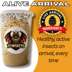 TC INSECTS Golden Hydei Fruit Fly Cultures 4 Pack – 2 Golden Hydei + 2 Hydei