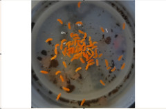 Live Florida Orange Springtails +40 (Neanura growae) Clean-Up-Crew/Feeders
