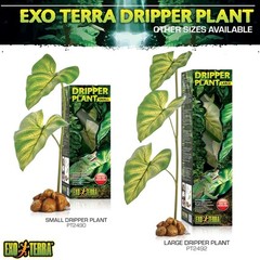 Dripper Plant, Large