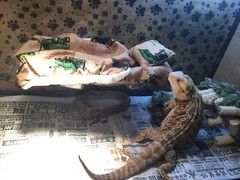 JOHN DEER PRINTS LRG RESTING BEIGE BED COVERS ONLY NO FRAME BED 4 BEARDED DRAGON