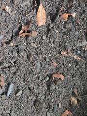 Premium Scorpion Substrate for Burrowers | Dense, Tunnel‑Safe Soil Blend