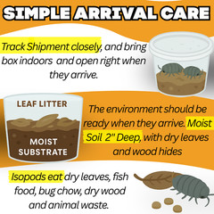 Combo Deal | 100+ Party Mix Isopods And 8oz Springtails | FREE SHIPPING!!
