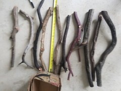 10 Manzanita Branches 20″-24″ (Box #9)