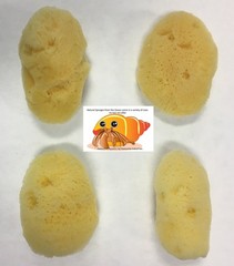 Hermit Crab Sea Sponges 4 Pack – Maintains Humidity, Safe Drinking, Adds Mine…