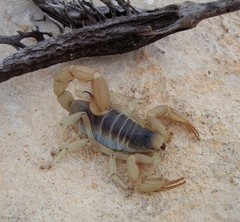Giant Desert Hairy Scorpion (Hadrurus arizonensis) – 5-7 in
