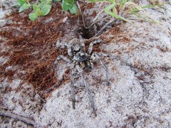 Carolina Wolf Spider (Hogna carolinensis) – 1/2-1.5 in