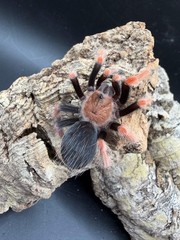 Mexican Fire Leg Tarantula (Brachypelma boehmei) – 1.5-2 in