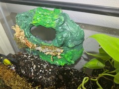Multi use Magnetic Hides For Terrariums And Cages