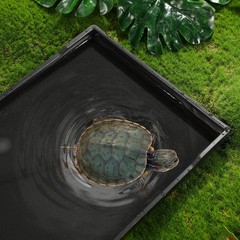 1Pc Reptile Water Bowl Black Durable Solid Material Smooth Surface Feeding Dish
