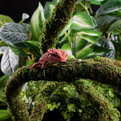 Moss Vine for Reptiles, Bendable Climbing Vines Reptile Tank Accessories, Natura