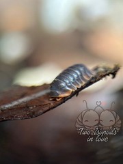10+ Red Skirt Isopods | Red Edge Cubaris | Rare Pet Bioactive CUC | Live Arrival