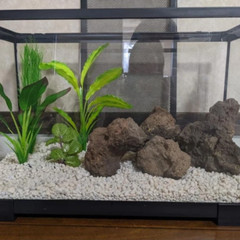 QTY 5 Lava rock 3.5″ to 5″ fish decor, terrarium rocks, organic, natural stone
