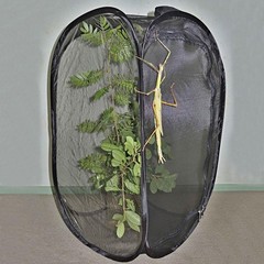 Foldable Insect Butterfly Habitat Mesh Cage Housing Enclosure Cage for Garden