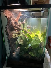 12x12x18 Terrarium With Homemade Background