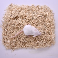 40 Frozen Feeder Mice Hoppers Mice -FREE S&H -MiceDirect! Rodents Reptiles Snake