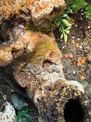 Isopods, porcellionides pruinosus, CUC for bioactive enclosure, gut loaded feede