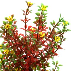 Red Plastic Tree Aquarium Terrarium Landscape Decor Home Decoration for Reptiles