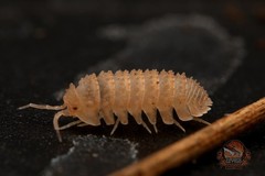 C. muricatum ‘Pineapple spikey’ RARE sopod – clean up crew – Choose your count