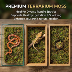Sphagnum Moss for Reptiles – Terrarium Reptiles Moss Green Dried Peat Moss Habit