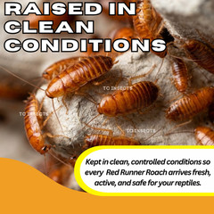 Medium Live Red Runner Turkestan Roaches 1/2” BULK Tarantula | Dubia Replacement