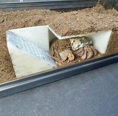 Hermit Crab Decor Underground Bunker Cave Hermit Crab Hide Hideout Decoration