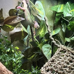 MUYG Gecko Coconut Hideout with Ladder,Reptile Hammock Plants Vines Brown
