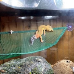 Triangular Green Bearded Dragon Hammock Set – 2 Breathable Loungers for Lizards