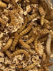 5000 live mealworms