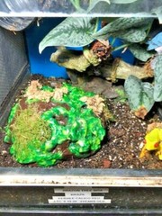 Arboreal Attitudes Weighted Ground Hides For Terrariums And Cages For Reptiles