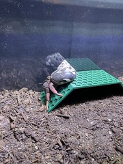 Hermit Crab Climbing Stand Tank Ornament Hide Cave Toys Accessories Supplies