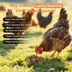 Luckyqworms Freeze Dried Grasshoppers – High Protein Reptile & Bird Food, 1Lb Re