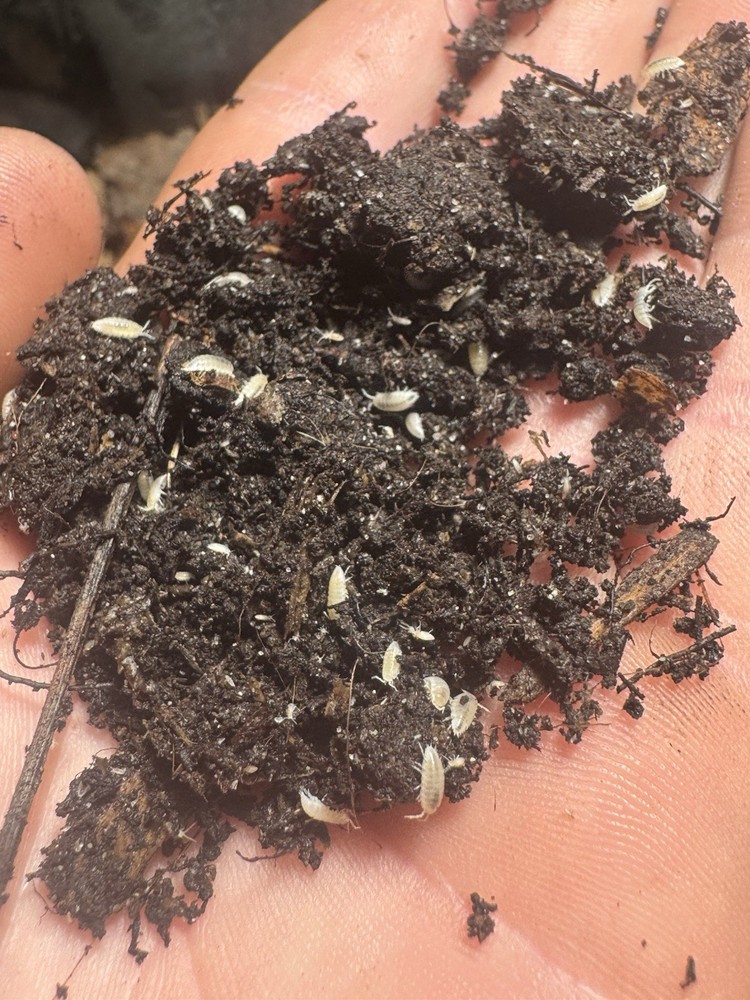 100+ Dwarf White Isopod