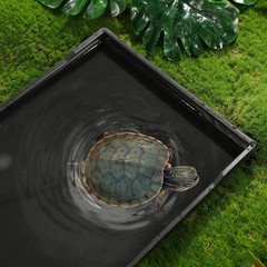 Reptile Dish Tortoise Bathing Pool Food Bowl Baby Reptiles Water Large