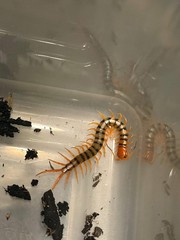 Chinese Beauty Centipede (Scolopendra multidens ‘Red’) – 2 in